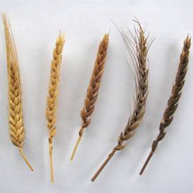 Diversité des blés de pays
